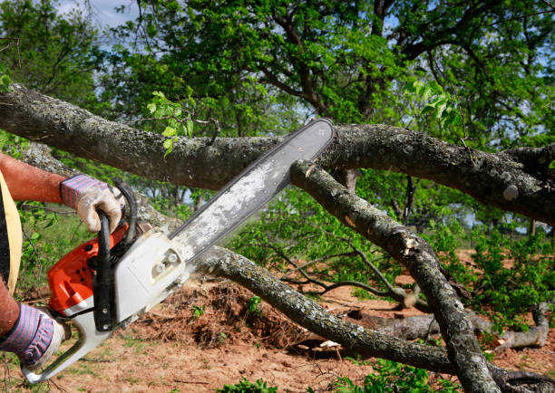 The Steps Involved in Our Tree Care Process in Wakefield, VA